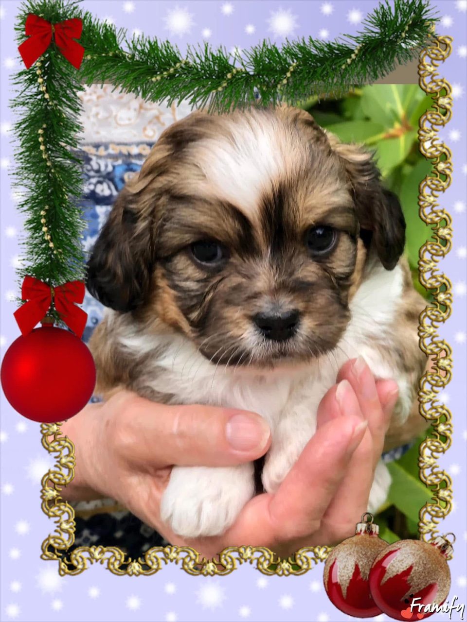 Gorgeous Malshipoo Puppies Maltese X Shih Tzu X Poodle Free Delivery Nationwide If Required