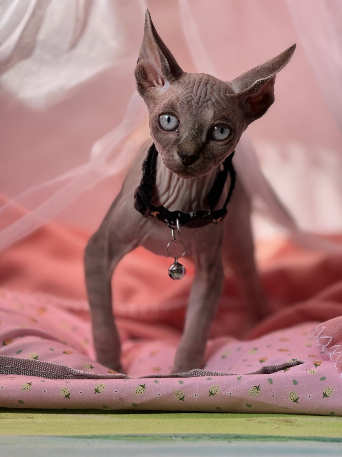 Pixie the sphynx | NewPet.co.nz